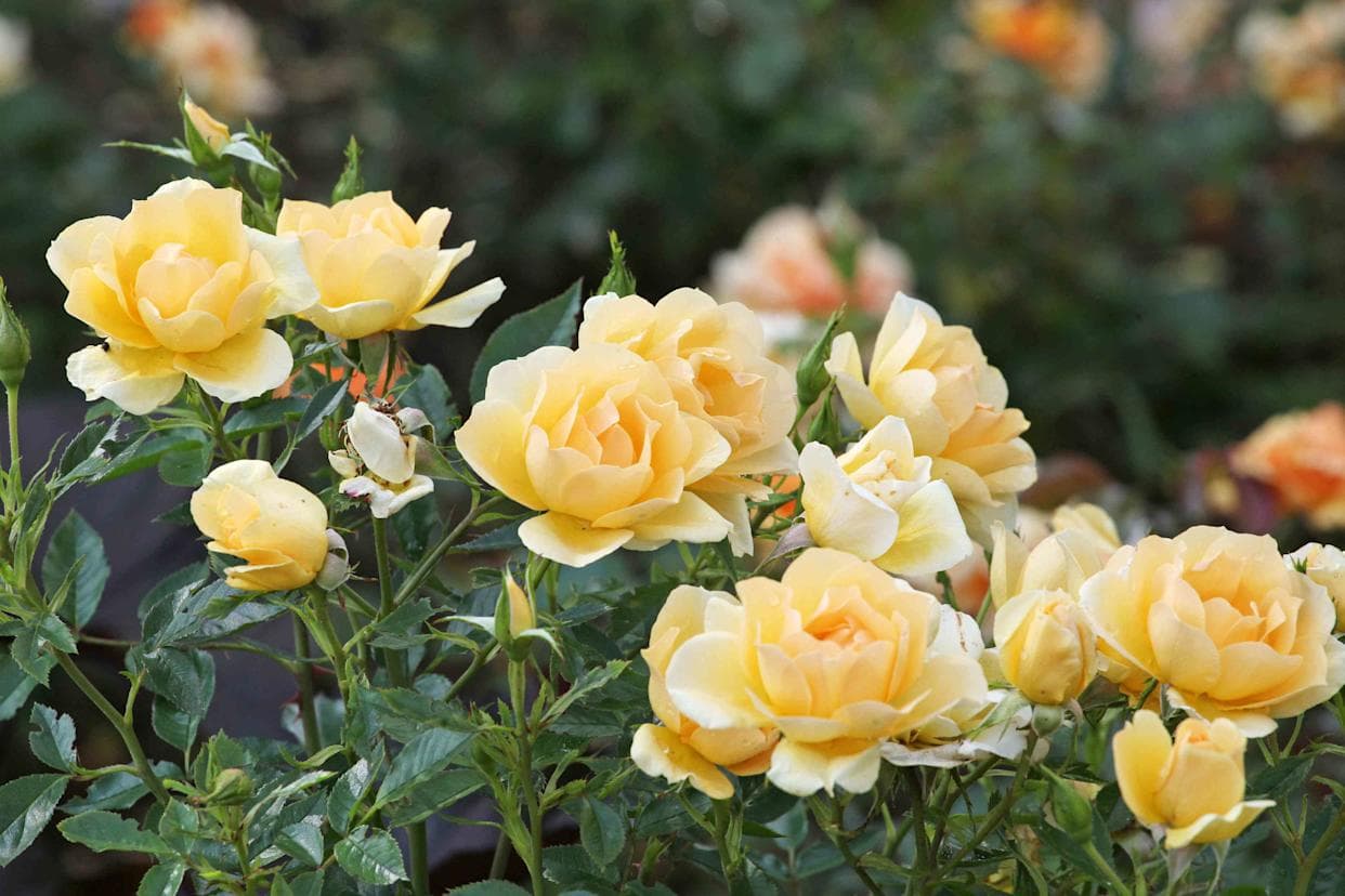 8 Plants You Should Never Grow Next to Roses, According to Garden Experts