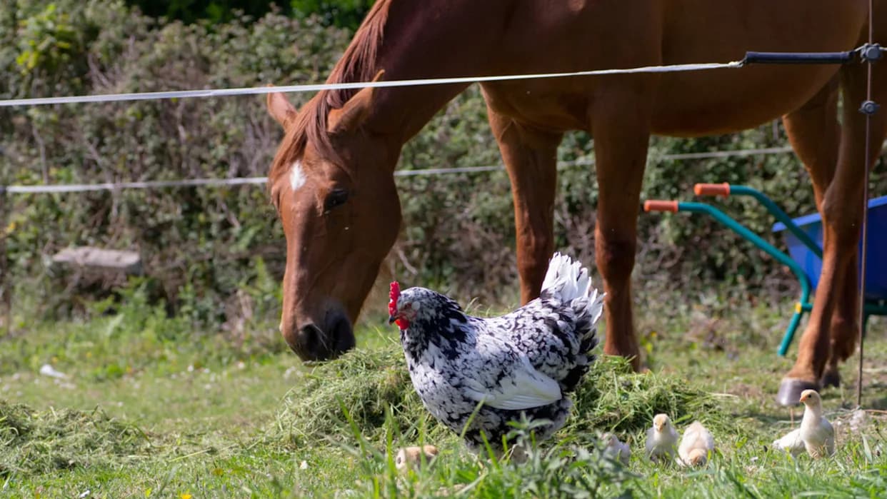 Sad Chicken Who Lost Family to Coyotes Finds Comfort in Loving New Horse Friend