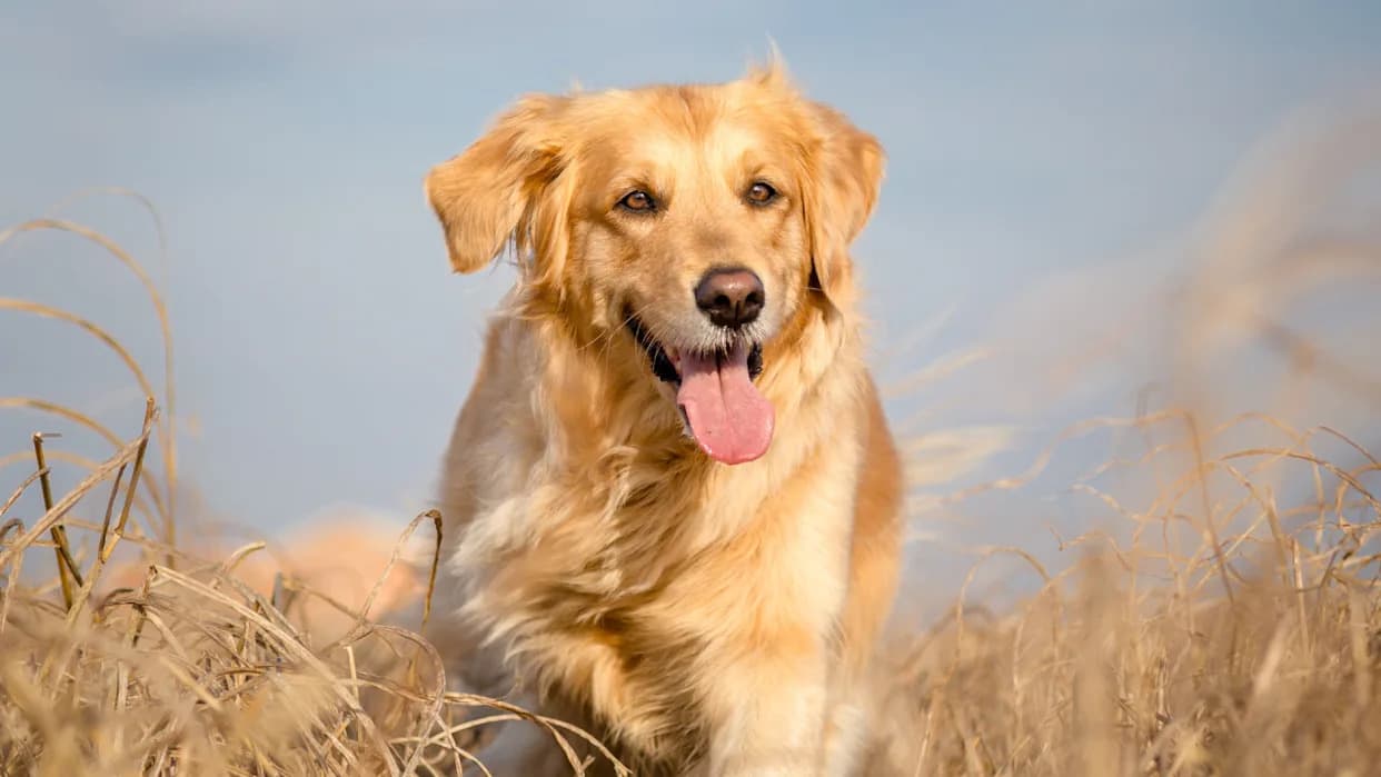 Golden Retriever Comes to Little Boys Rescue After a Gaggle of Mean Geese Wont Let Him Pass