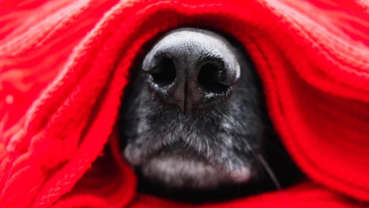 German Shepherd Pleads To Be Included in Vacation Packing and It's So Sweet