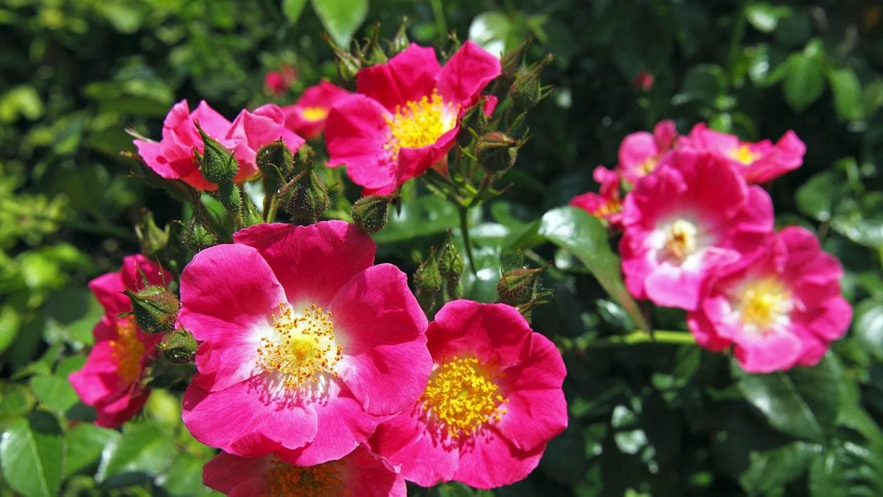 Ive Grown Many Roses Over the YearsThese Are the Best for Beginners