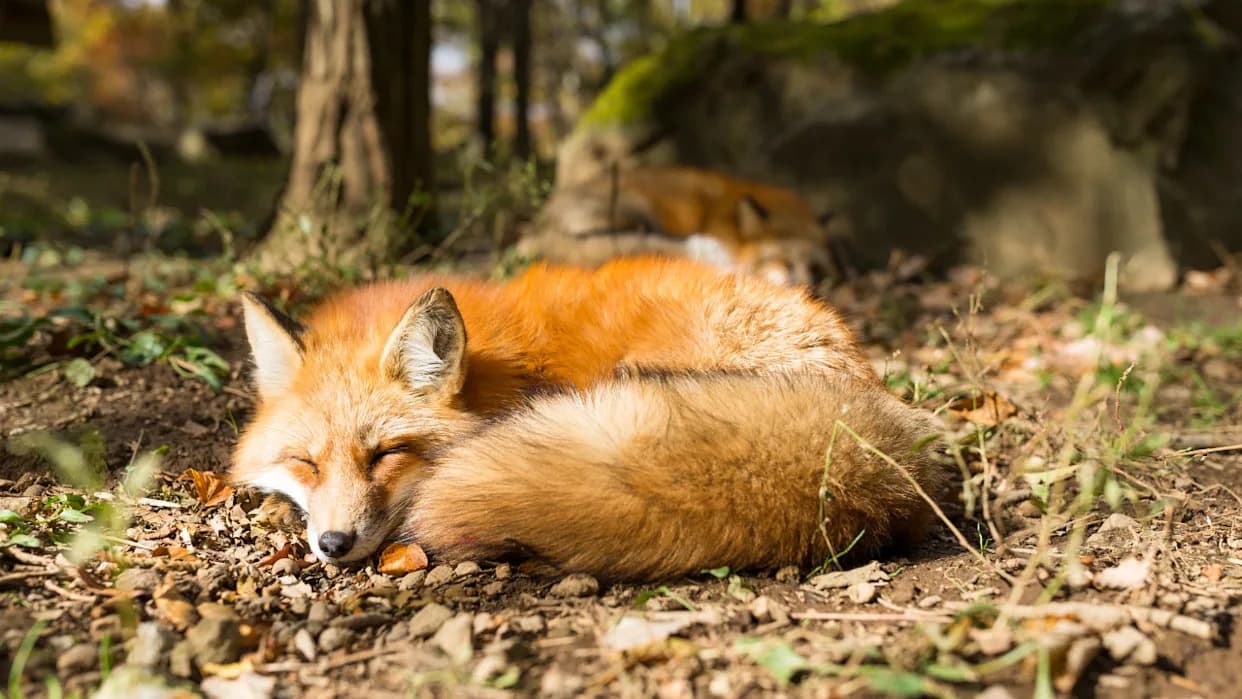 Women Feels Like Snow White After Waking Up to This Adorable Animal in Her Window