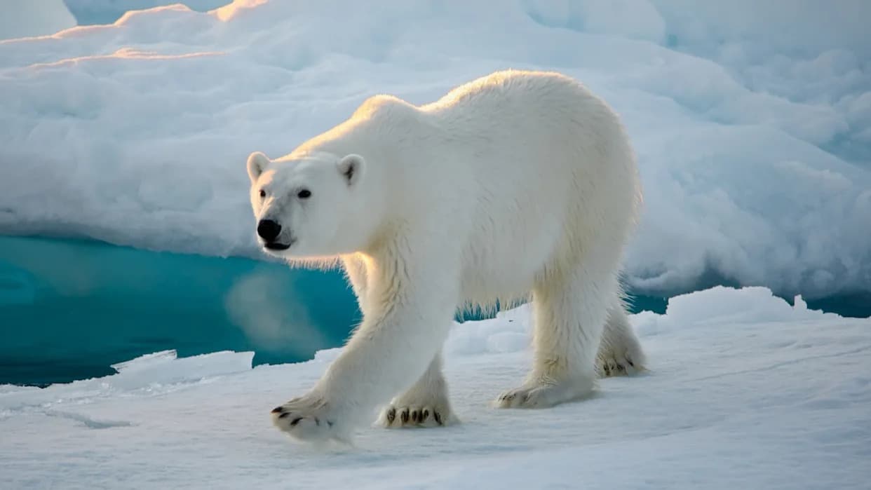Arctic Cruise Ship's Close Encounter With Polar Bear Is Both Breathtaking and Heartbreaking